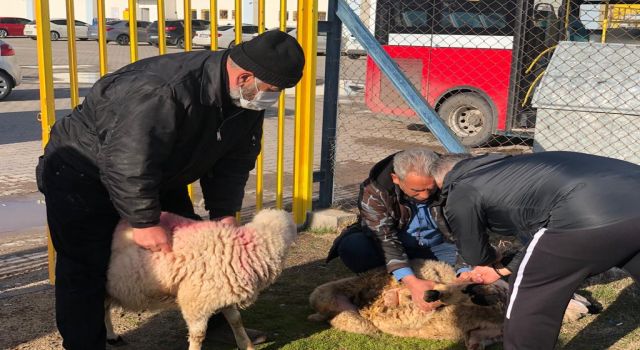 İç Saha Şansızlığı Kırmak İçin Kurban Kesti