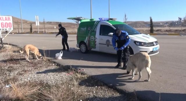 Hayvan Koruma Polisleri Sokak Hayvanlarının Tüm İhtiyaçları Karşılıyor