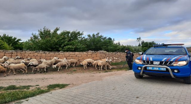 Kayıp Koyunlara Jandarmada Operasyonu