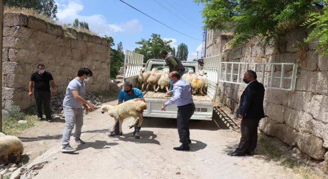 Kurdun 10 Koyununu Telef Ettiği Yetiştiriciye Valilikten Koyun Desteği