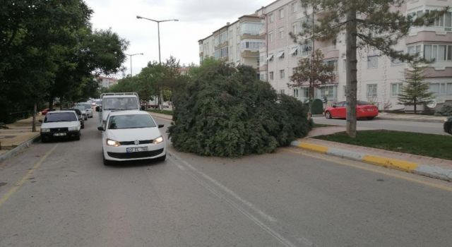 Şiddetli Rüzgâr Ağacı Kökünden Söktü