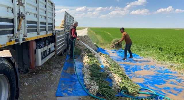 Sular Çekildi, Üreticiler Az Su İsteyen Ürünlere Yöneldi