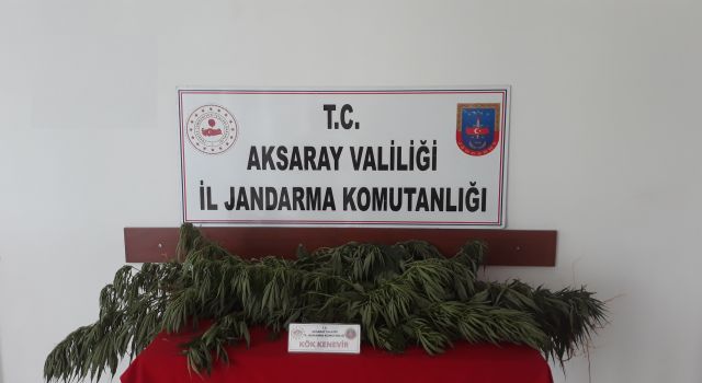 Jandarmadan Bahçelere Kenevir Operasyonu