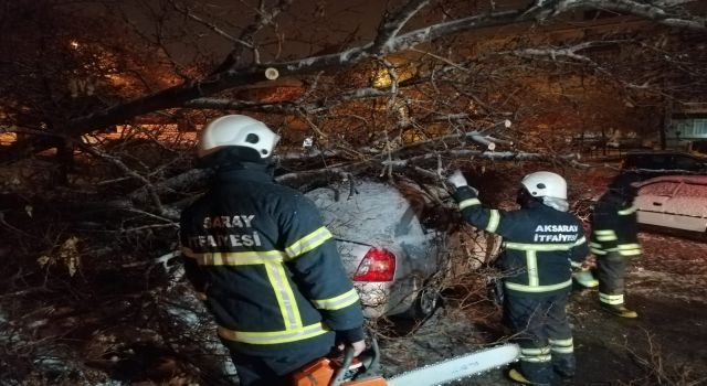 Devrilen Ağaç 2 Araca Hasar Verdi