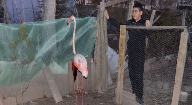 Çipli Flamingo Aksaray'da Yaralı Halde Bulundu
