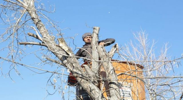 Yeniden Yeşil Aksaray İçin Her Gün Ağaç Dikiliyor