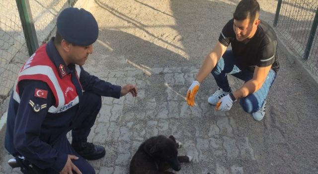 Hasta Köpeğe Jandarma Şefkati