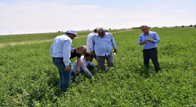 Tuz Gölü Havzası'nda Yonca Verimi Üreticinin Yüzünü Güldürüyor