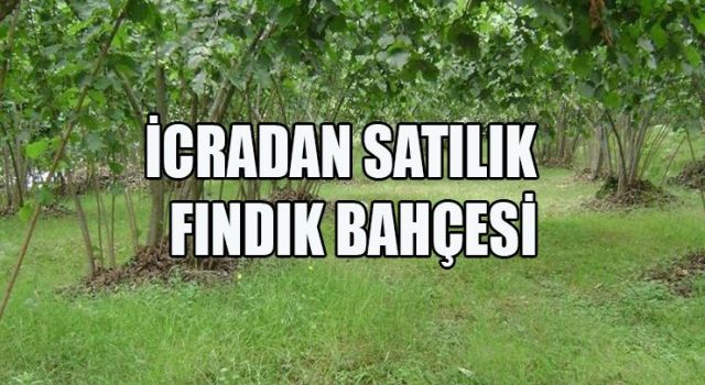 Giresun Çanakcı'da İcradan Satılık 4751 m² Fındık Bahçesi