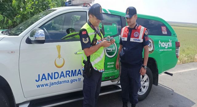 Gökkuzgunu Kuşuna Jandarma Sahip Çıktı
