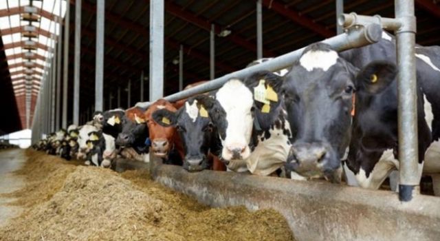 Üreticiler “Yapılan Zamlar Sadece Yemcileri Mutlu Ediyor”