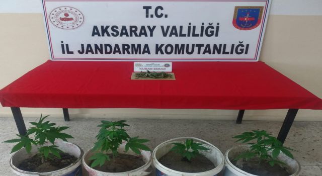 Gülağaç’ta Kenevir Operasyonu