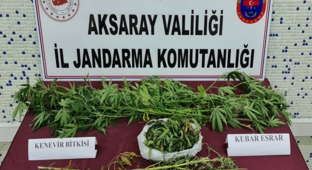 Güzelyurt’ta Kenevir Operasyonu: 1 Gözaltı