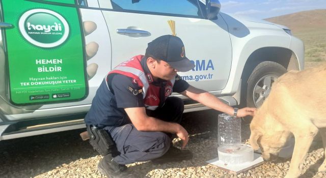 Sıcak Havada Can Dostları Serinlettiler