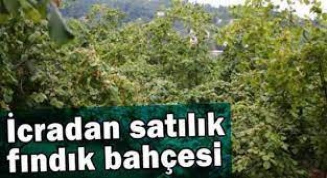 İcradan Satılık Fındık Bahçesi
