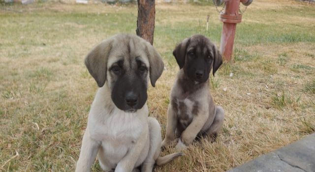 Kulübe İçin Destek Bekliyorlar
