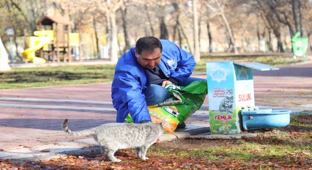 Sokak Hayvanlarına Belediyeden Şefkat Eli