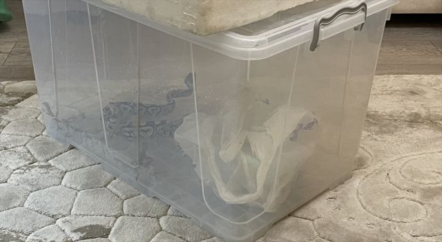 Bir Evde Kraliyet Piton Yılanı, Kaplumbağa Ve Sakallı Ejderler Bulundu