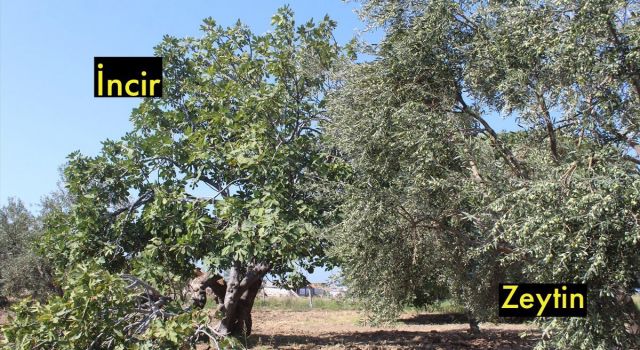 İcradan Satılık Zeytin ve İncir Bahçesi