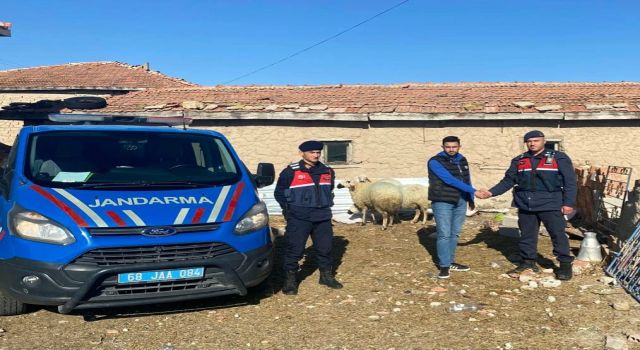 Kayıp Hayvanlar Jandarma Tarafından Bulundu