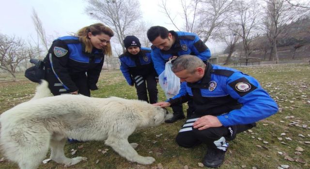 Sokak Hayvanlarını Unutmadılar