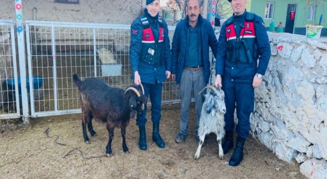 Taşpınar’dan Çalınan Keçiler Polatlı’da Bulundu