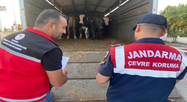 Kurban Hareketi Nedeniyle Jandarma Ekipleri Teyakkuzda