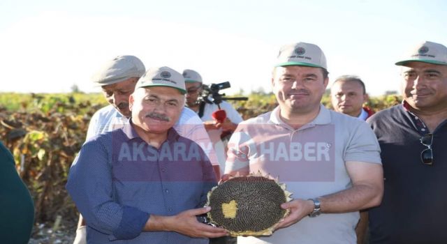 35 Bin Ton Rekolte Bekleniyor