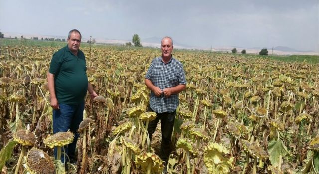 Aksaray’da Ayçiçeği Hasadı Başladı