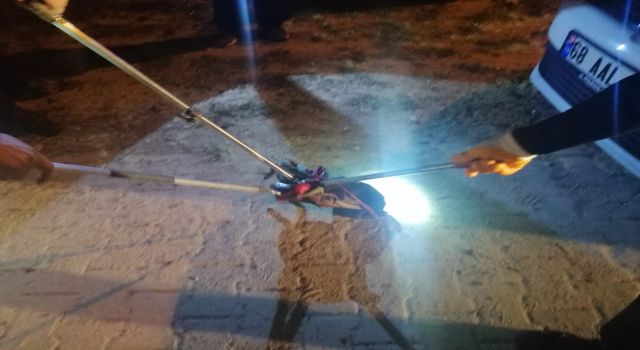 Araç Motorundan Çıkartılan Yılan Doğaya Salındı