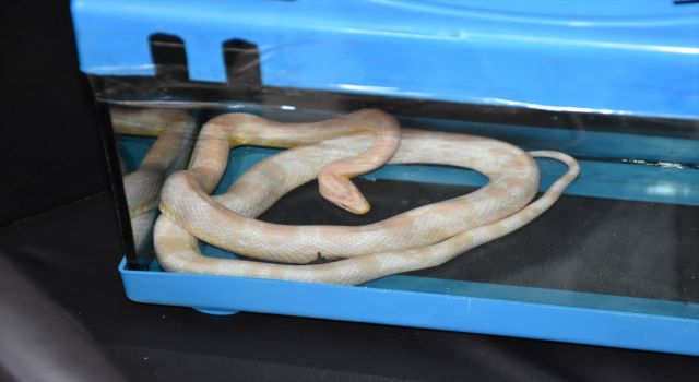 Saklama Kabından Mısır Yılanı ve Tarantula Çıktı
