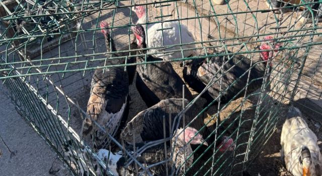 Yılbaşı Sofralarının Vazgeçilmezine Rekor Fiyat