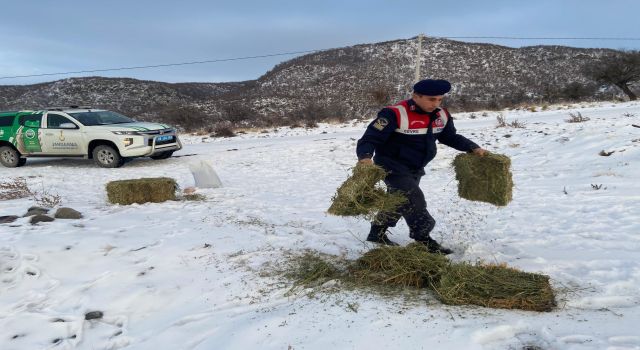 Jandarma Yaban Hayvanları İçin Sahada
