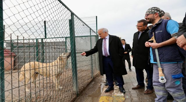 “Sahipsiz Hayvanlar Güvende Olacak”