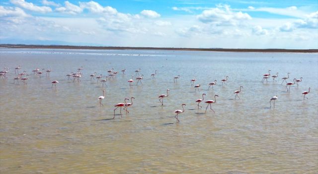 Tuz Gölü Yazlıkçı Flamingoları Ağırlamaya Başladı