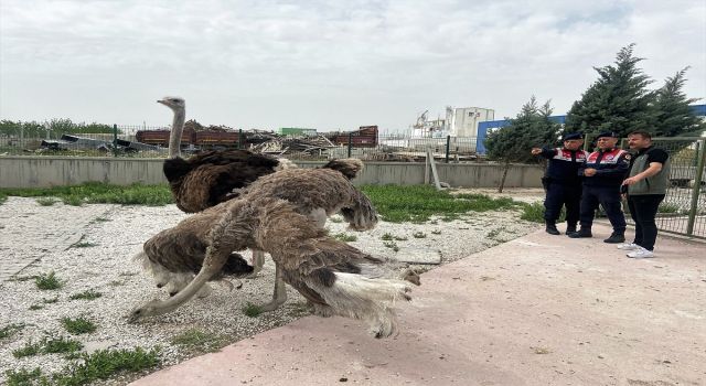 Yasa Dışı Hayvan Ticareti Yapan Kişiye Para Cezası