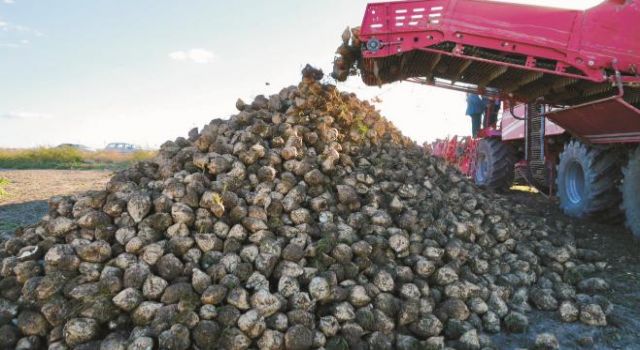 Pancar Hasadı Sürüyor