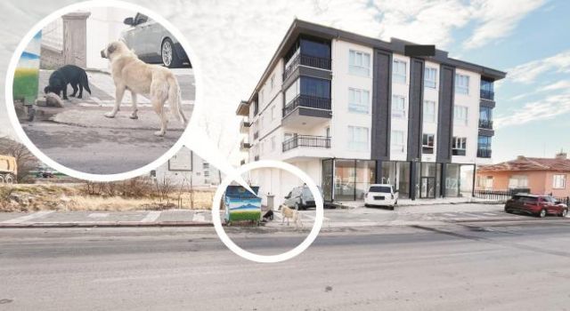 Topladıkları Köpekleri Merkeze Taşıyorlar