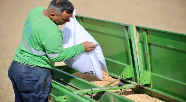 Belediyeye Ait Tarım Arazilerinde Nohut Ekimi Başladı