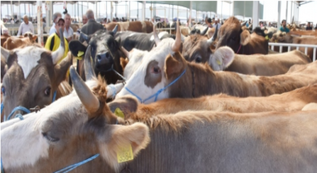 Kurban Bağışı Daha Cazip Geliyor