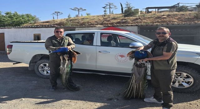 Doğa Koruma Ekipleri, Kaçak 2 Adet Tavus Kuşu Ele Geçirdi