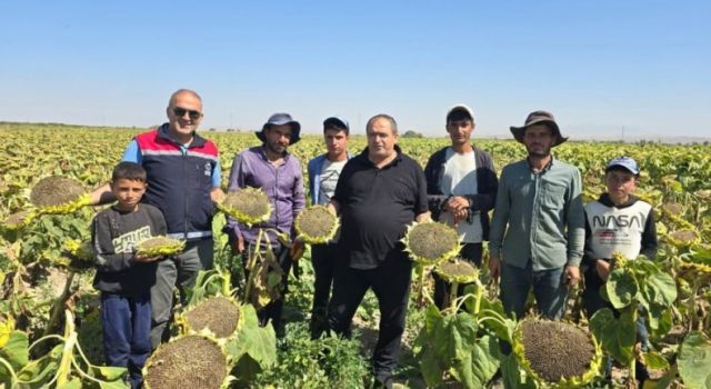 Ayçiçeği Hasadına Katıldılar