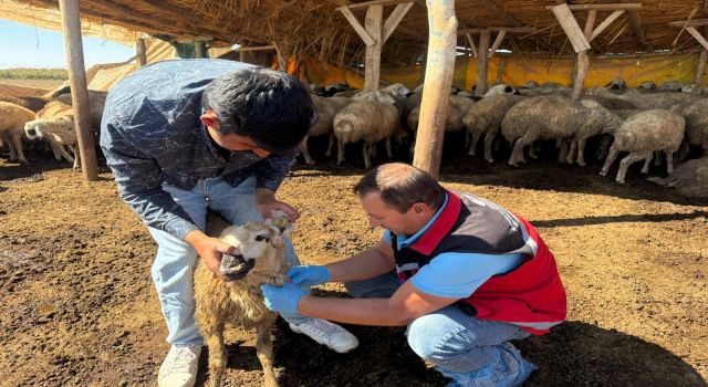 Küçükbaş Hayvanda Vebaya Karşı Çalışma Başlatıldı