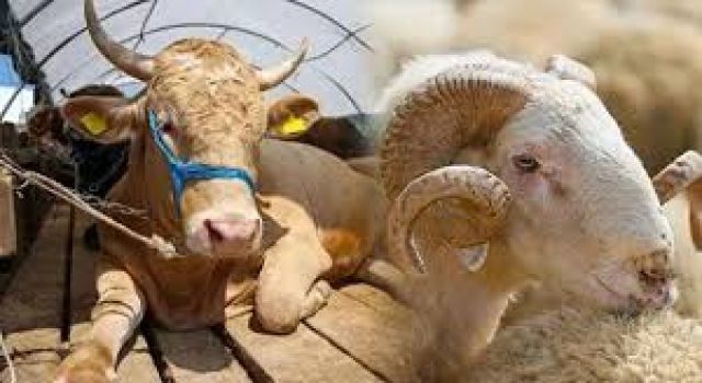 Kurban Bağışı Çok Daha Cazip Gelmeye Başladı