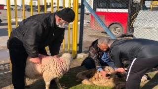 İç Saha Şansızlığı Kırmak İçin Kurban Kesti