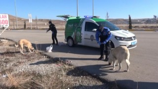 Hayvan Koruma Polisleri Sokak Hayvanlarının Tüm İhtiyaçları Karşılıyor