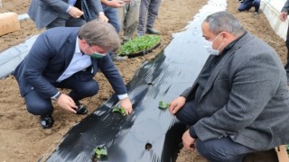 İç Anadolu'nun Çukurova'sında devlet desteğiyle üretim artarak sürüyor