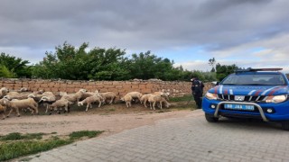 Kayıp Koyunlara Jandarmada Operasyonu