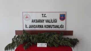 Jandarmadan Bahçelere Kenevir Operasyonu