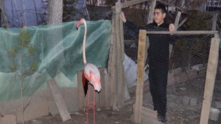 Çipli Flamingo Aksaray'da Yaralı Halde Bulundu